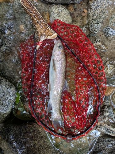 イワナの釣果