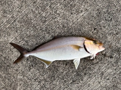 ネリゴの釣果