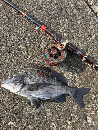 クロダイの釣果