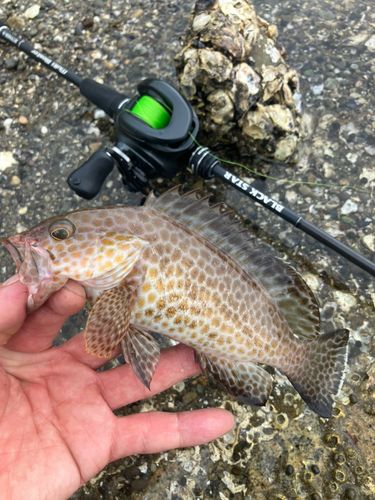 オオモンハタの釣果