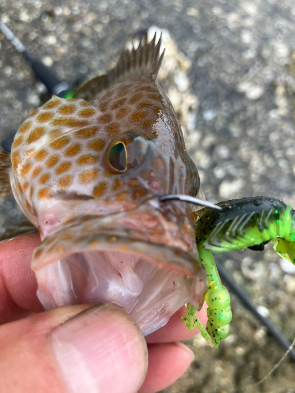 オオモンハタ