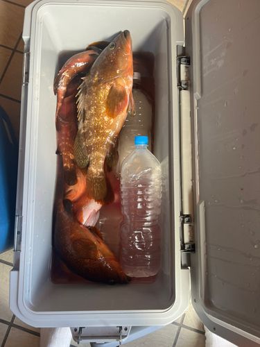 キジハタの釣果