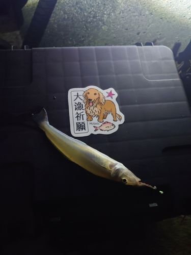 キスの釣果