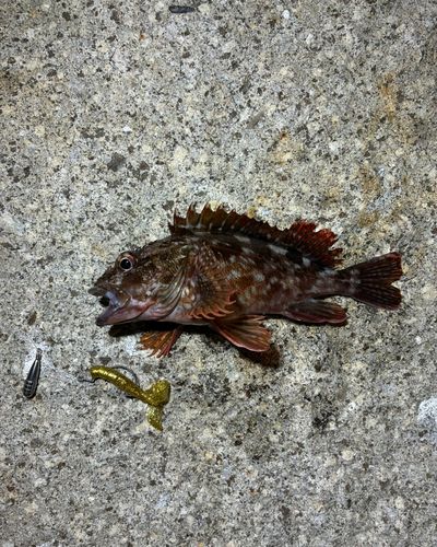 カサゴの釣果