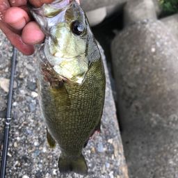 スモールマウスバス