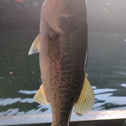 ブラックバス