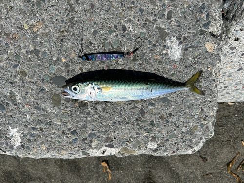 サバの釣果