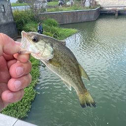 ブラックバス