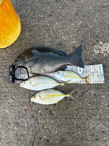 グレの釣果