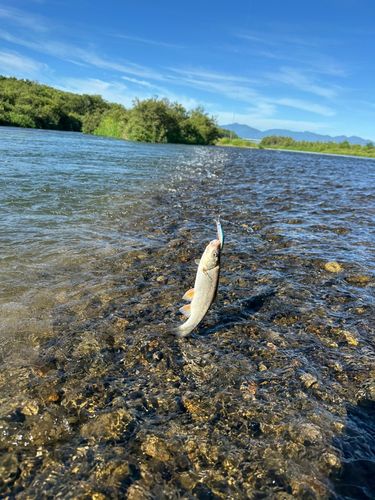 ウグイの釣果