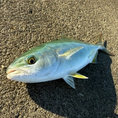 ワカシの釣果