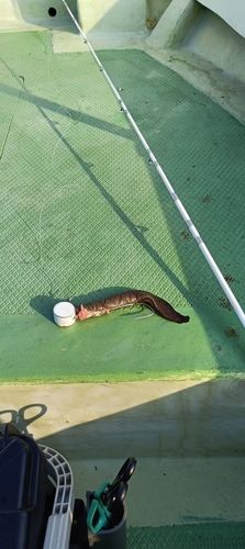 タチウオの釣果