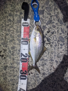 ネリゴの釣果