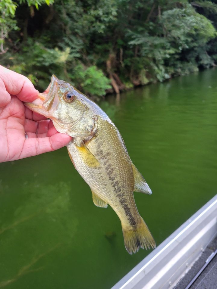 ラージマウスバス