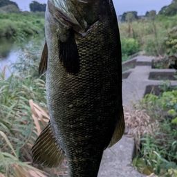 スモールマウスバス