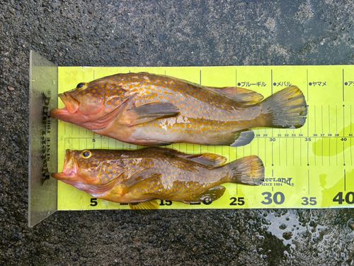 キジハタの釣果