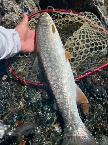 アメマスの釣果