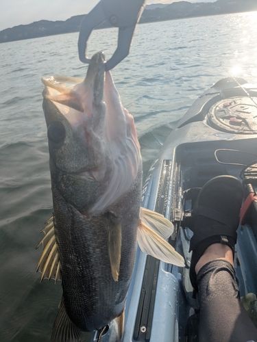スズキの釣果