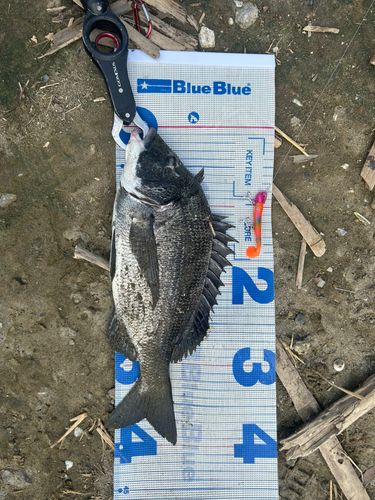 チヌの釣果