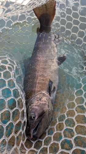 ヤマメの釣果