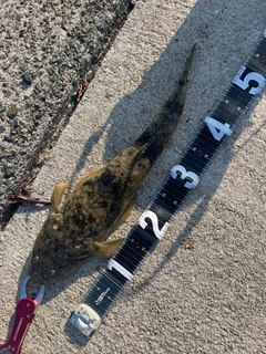 マゴチの釣果