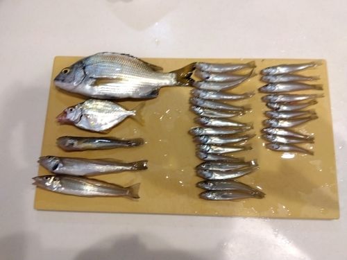 キスの釣果