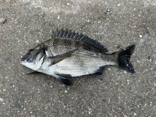 チヌの釣果