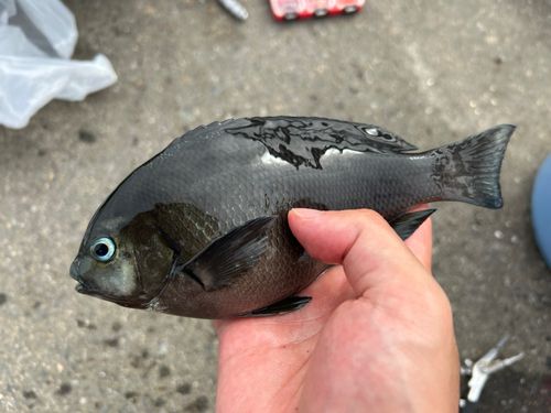 グレの釣果