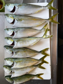 ワカシの釣果