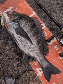 チヌの釣果