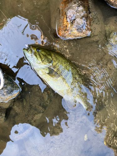 スモールマウスバス