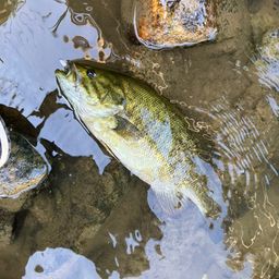 スモールマウスバス