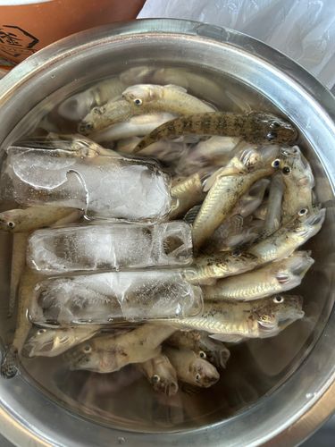 ハゼの釣果