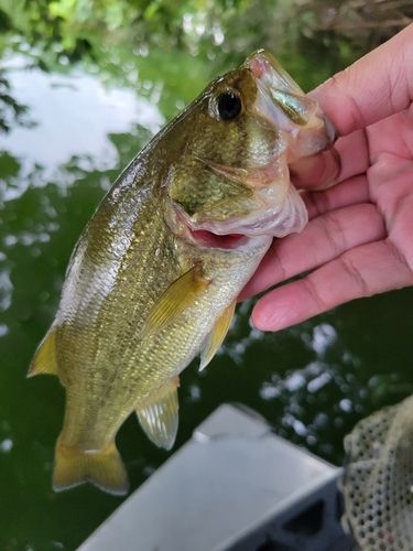ラージマウスバスの釣果