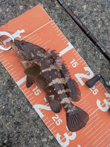 アコウの釣果