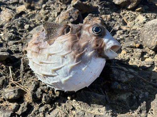 イシガキフグの釣果