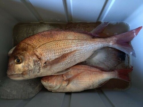 マダイの釣果