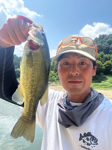 ラージマウスバスの釣果