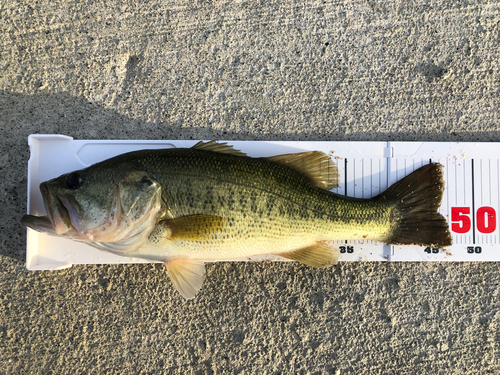 ブラックバスの釣果