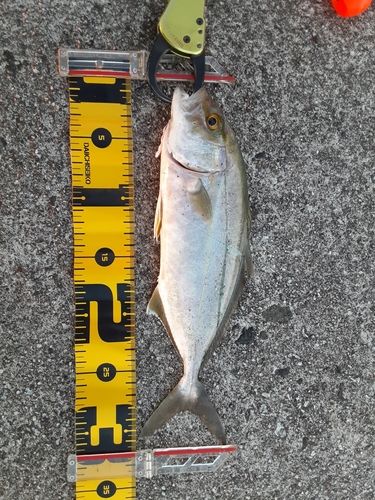 ショゴの釣果