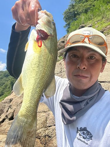 ラージマウスバスの釣果