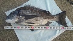 クロダイの釣果