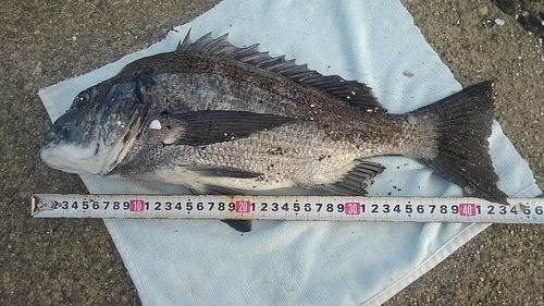 クロダイの釣果