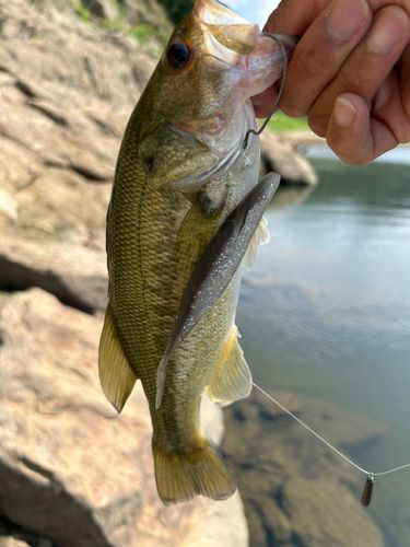 ラージマウスバスの釣果