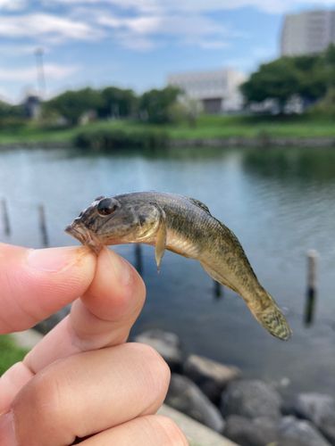 マハゼの釣果