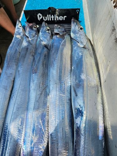 タチウオの釣果