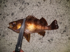 メバルの釣果