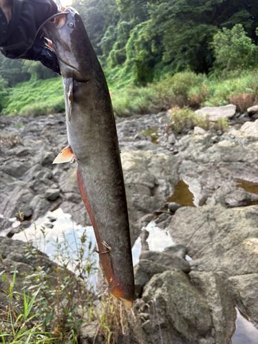 ニホンナマズの釣果