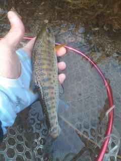 ヤマメの釣果