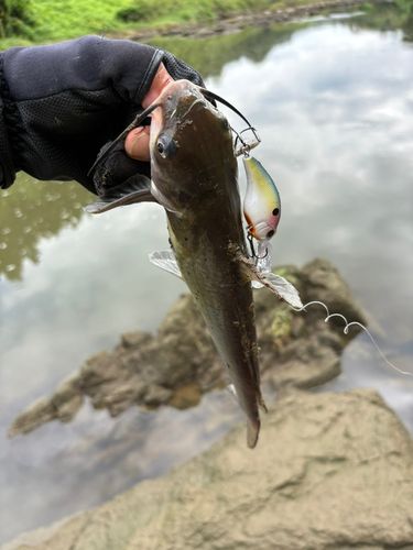 アメリカンキャットフィッシュの釣果